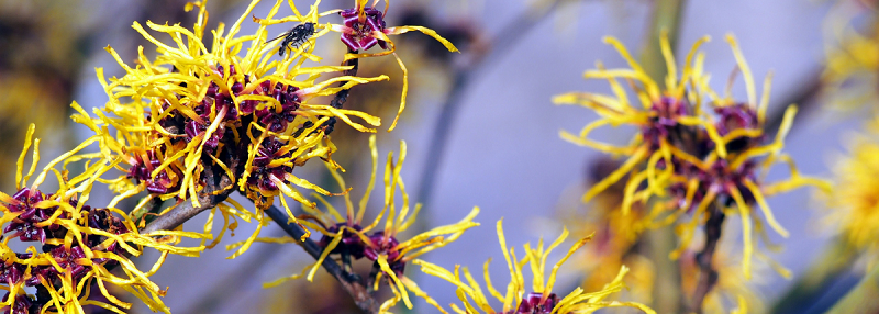 Image of witch hazel plant