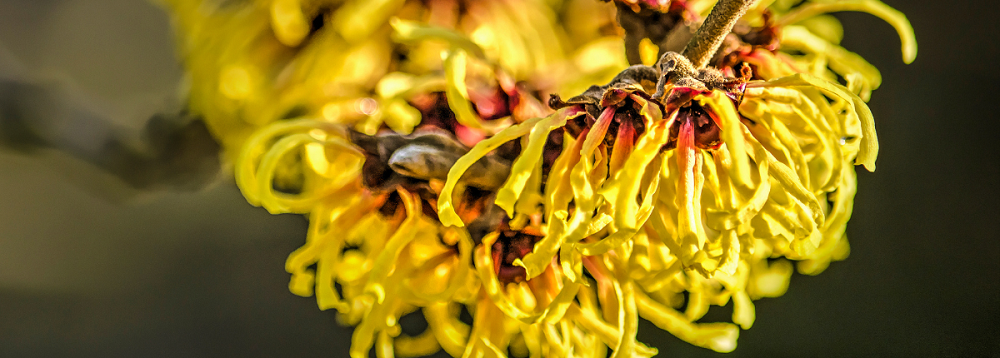 Image of witch hazel plant